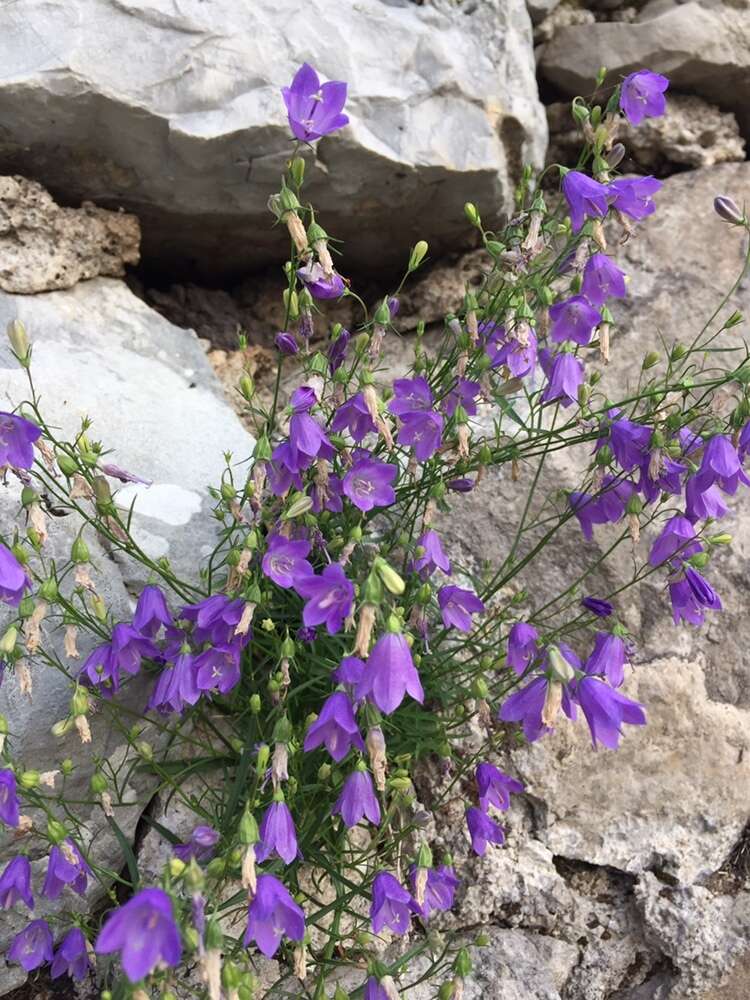 Image of Campanula martinii F. Fen., Pistarino, Peruzzi & Cellin.