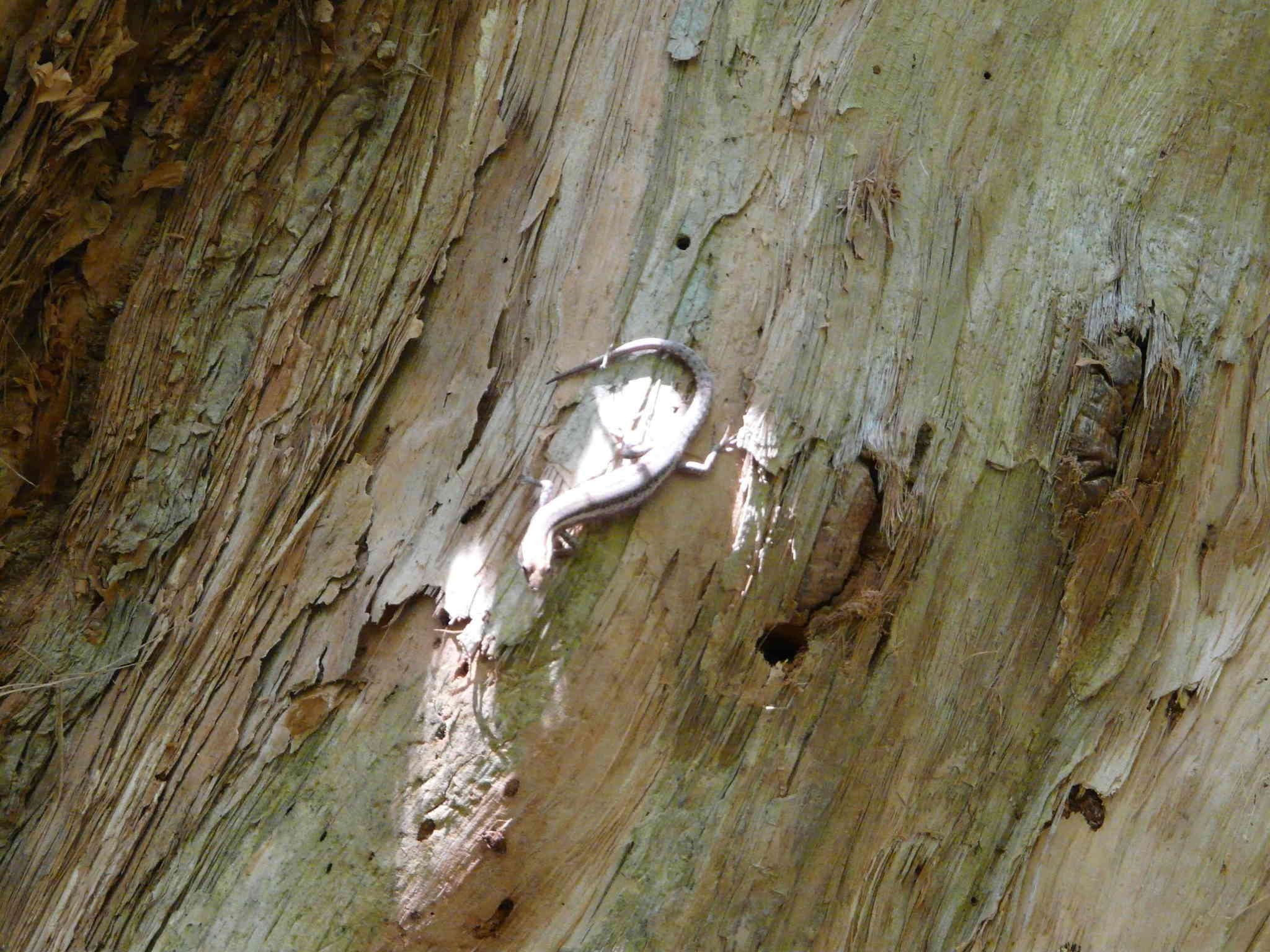 Image of Cream-striped Shinning-skink