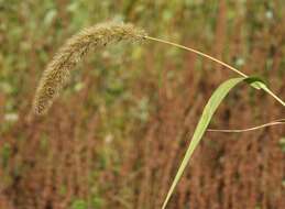 Imagem de Setaria viridis (L.) P. Beauv.