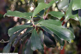 Imagem de Ficus craterostoma Warb. ex Mildbr. & Burr.