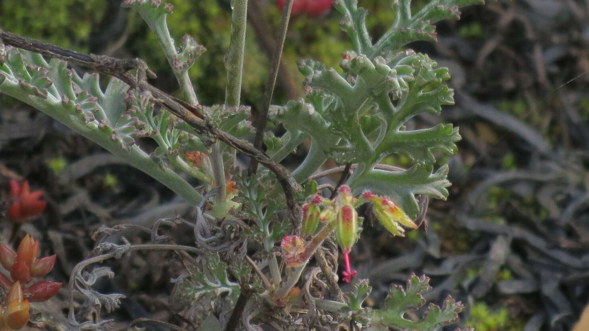 Image of Pelargonium laxum (Sweet) G. Don