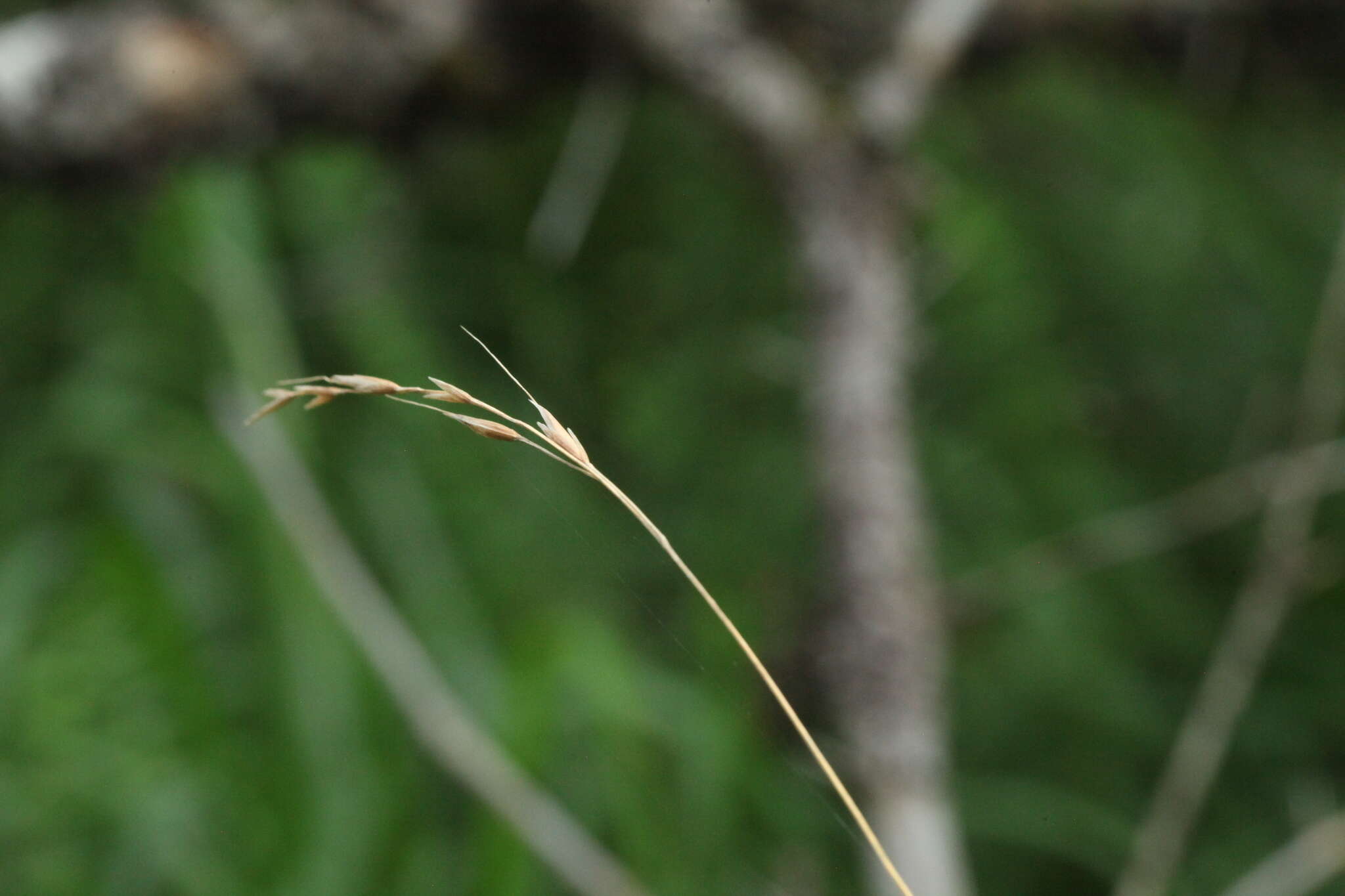 Imagem de Schizachne purpurascens subsp. callosa (Turcz. ex Griseb.) T. Koyama & Kawano