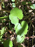 Image de Hydrocotyle americana L.