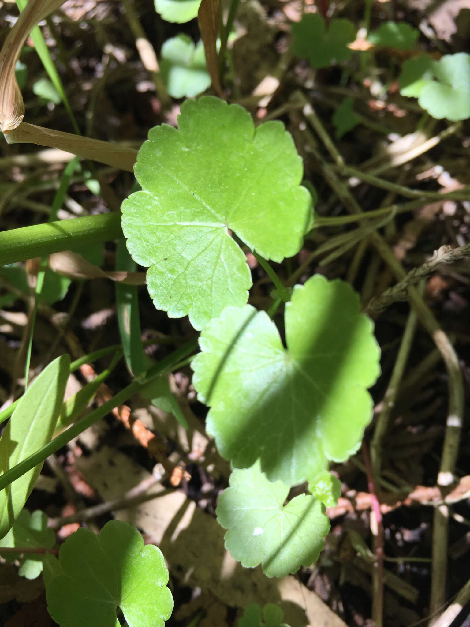 Image de Hydrocotyle americana L.