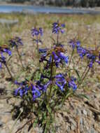 Image of Sierra beardtongue