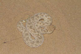 Image of Sahara Sand Viper