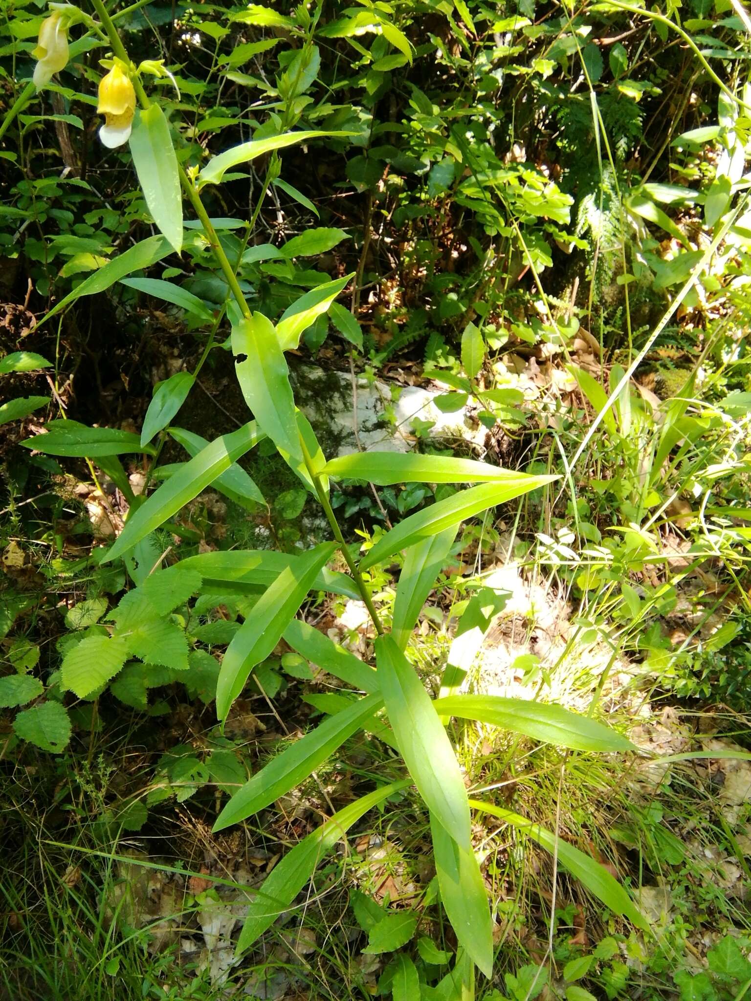 Imagem de Digitalis laevigata Waldst. & Kit.