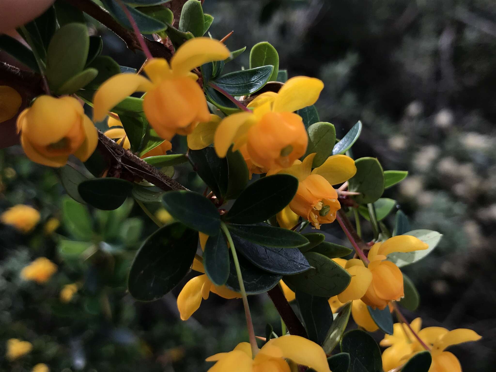 Слика од Berberis microphylla Forst.