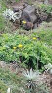 Imagem de Sonchus latifolius (Lowe) R. Jardim & M. Seq.