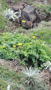 Imagem de Sonchus latifolius (Lowe) R. Jardim & M. Seq.