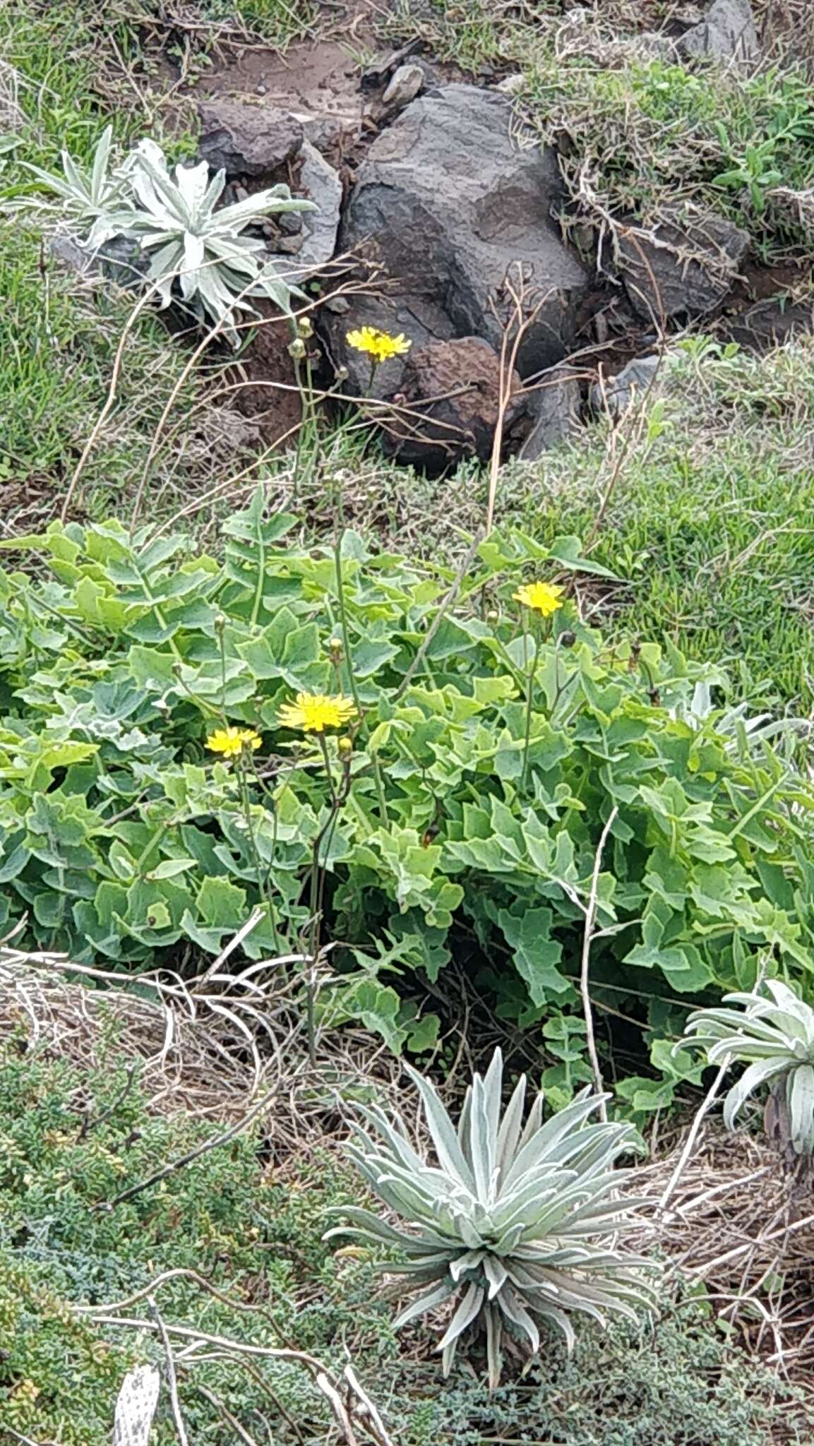 Image of Sonchus latifolius (Lowe) R. Jardim & M. Seq.