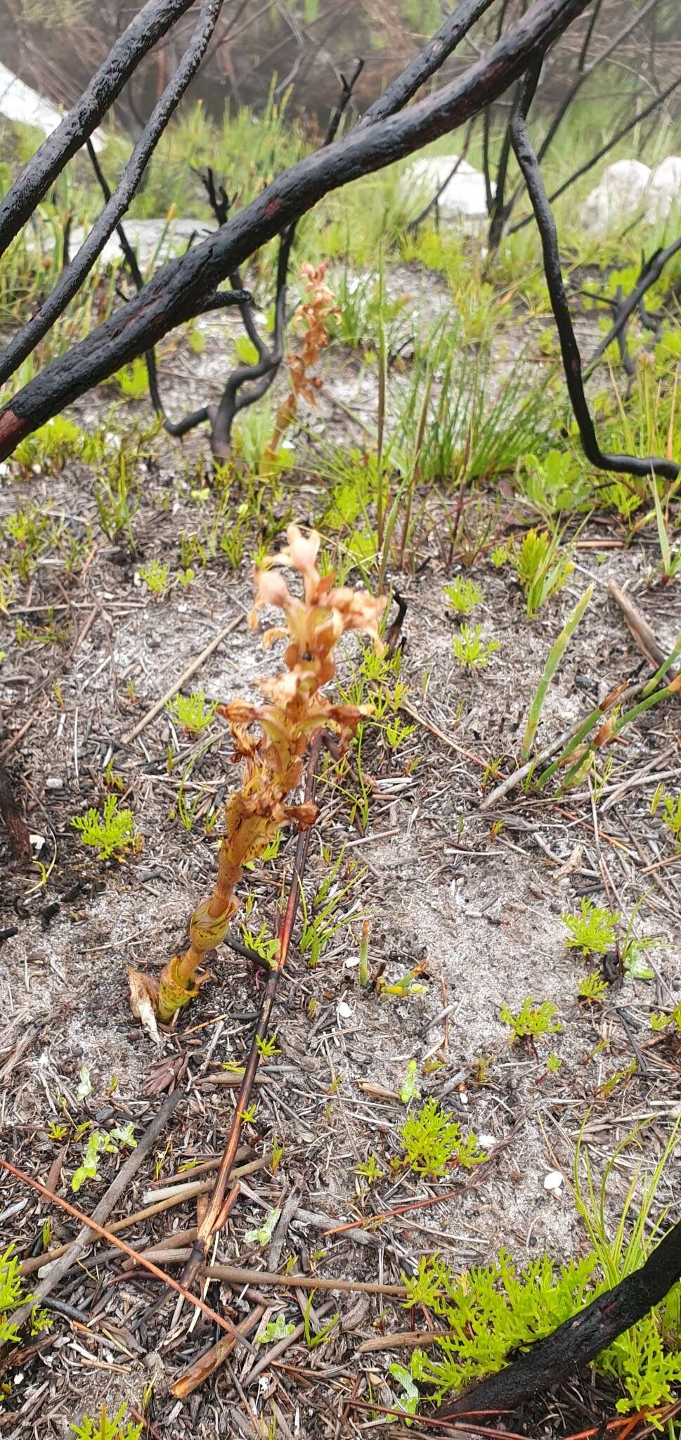 Image of Satyrium situsanguinum van der Niet & Liltved