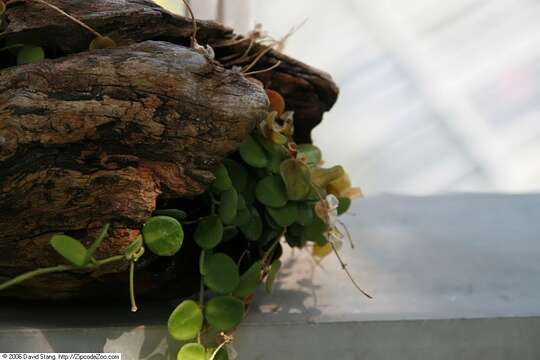 Image of Hoya serpens Hook. fil.