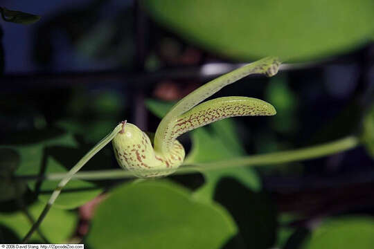 Image of Aristolochia gibertii Hook.