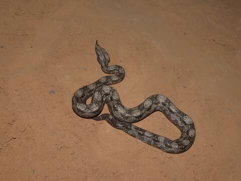 Boa constrictor occidentalis Philippi 1873 resmi