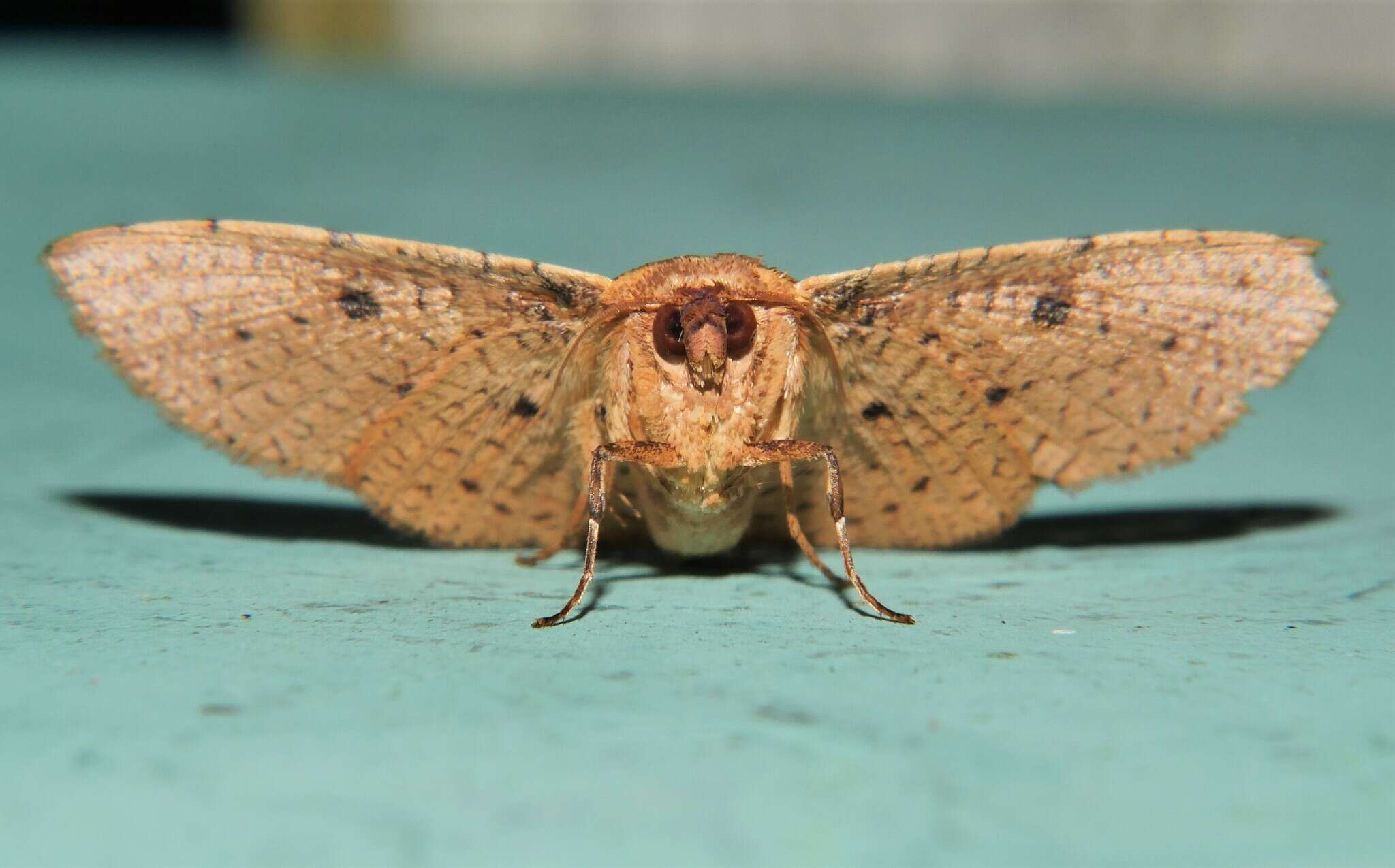 Image of Striglina cinnamomea Rothschild 1915