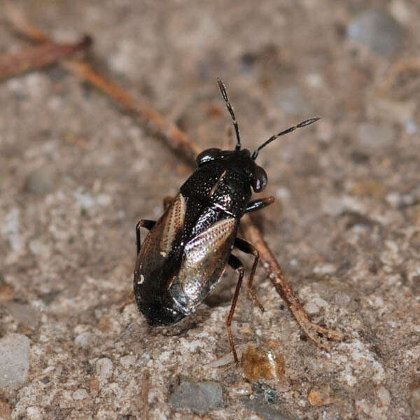 Image of <i>Geocoris ater</i>