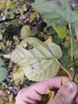 Image of Phyllonorycter issikii (Kumata 1963)