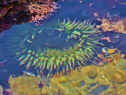 Image of giant green anemone