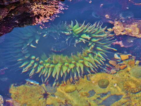 Image of giant green anemone