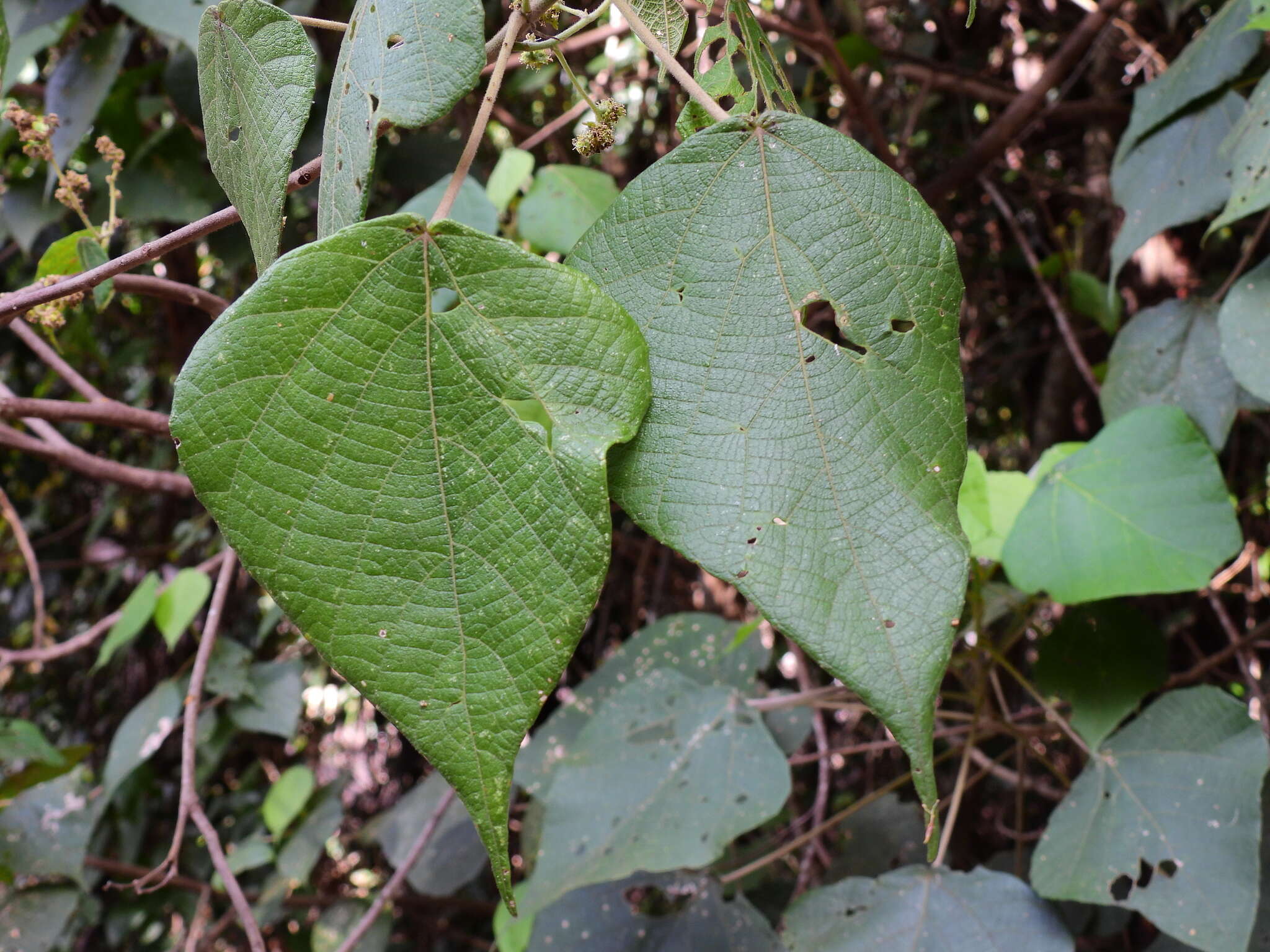 Image de Macaranga involucrata var. mallotoides (F. Muell.) L. M. Perry