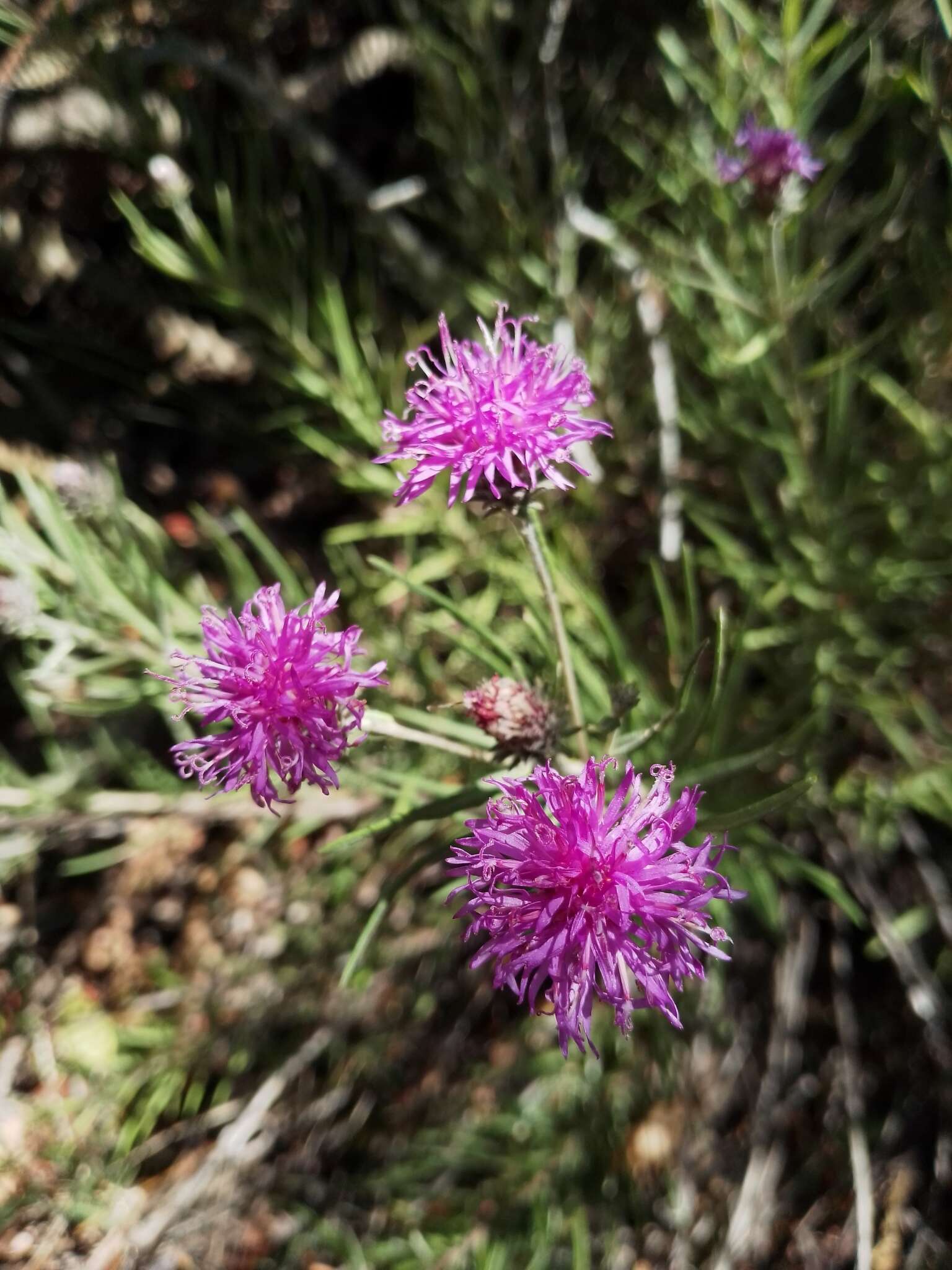 Image of <i>Lessingianthus plantaginodes</i>