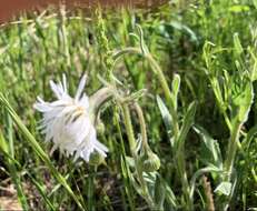 Image of streamside fleabane