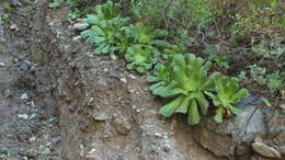 Image of Aeonium canariense (L.) Webb & Berth.