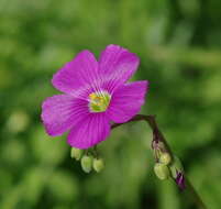 Sivun Oxalis arenaria Bert. kuva