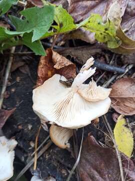 Image of Clitocybe truncicola (Peck) Sacc. 1887