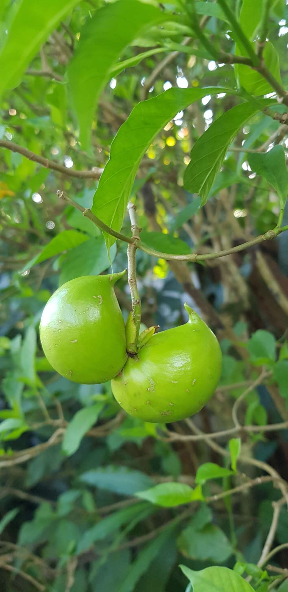 Plancia ëd Tabernaemontana grandiflora Jacq.