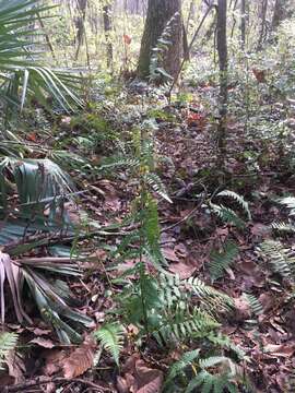 Imagem de Dryopteris ludoviciana (Kunze) Small