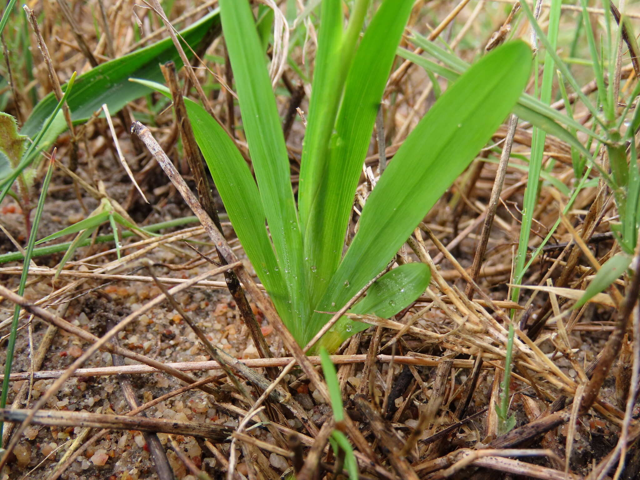 Image of Sparaxis parviflora (G. J. Lewis) Goldblatt