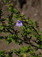 Plancia ëd Clinopodium chilense (Benth.) Govaerts