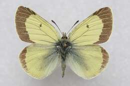 Image of Colias marcopolo Grum-Grshimailo 1888