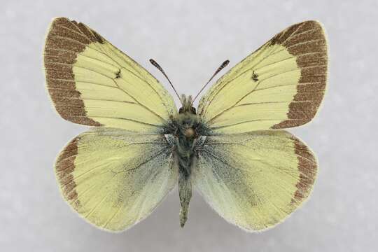 Image of Colias marcopolo Grum-Grshimailo 1888