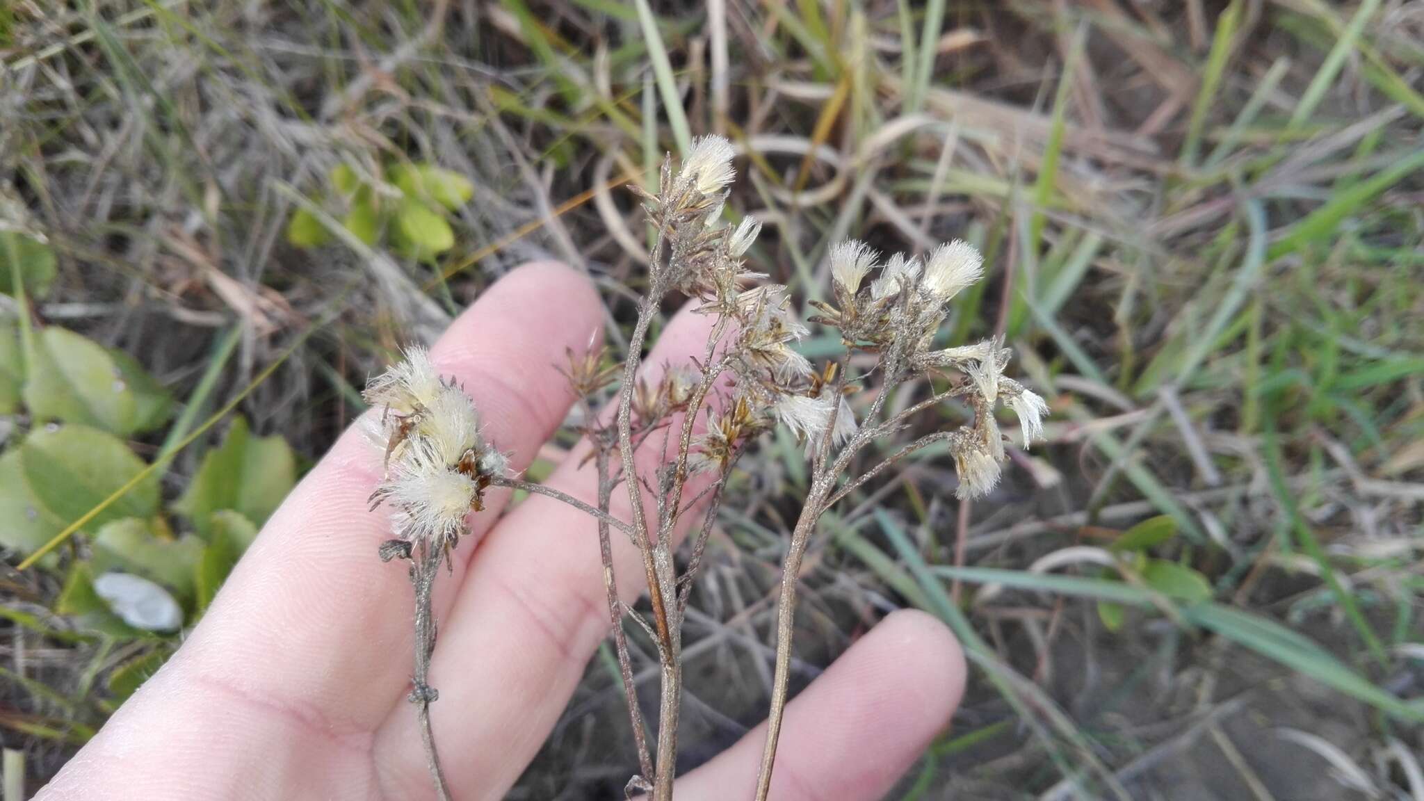 Image of Senecio crenatus Thunb.