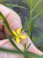 Image de Ludwigia linearis Walt.