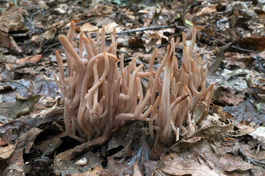 Clavaria rubicundula Leathers 1956 resmi