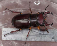 Lucanus (Pseudolucanus) capreolus (Linnaeus 1763)的圖片