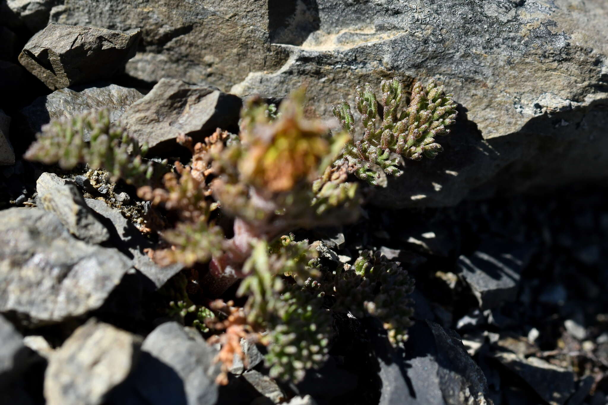 Image of Leptinella dendyi (Cockayne) D. G. Lloyd & C. J. Webb