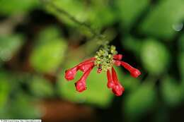 Image de Scutellaria costaricana H. Wendl.