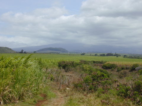 Image of white leadtree