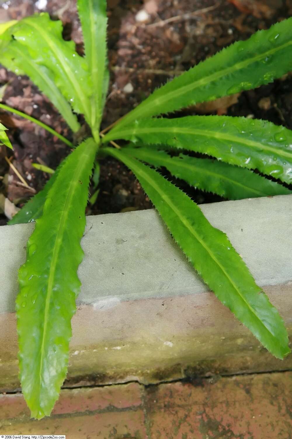 Eryngium foetidum L. resmi