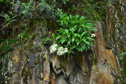 Image of Patrinia glabrifolia Yamam. & Sasaki