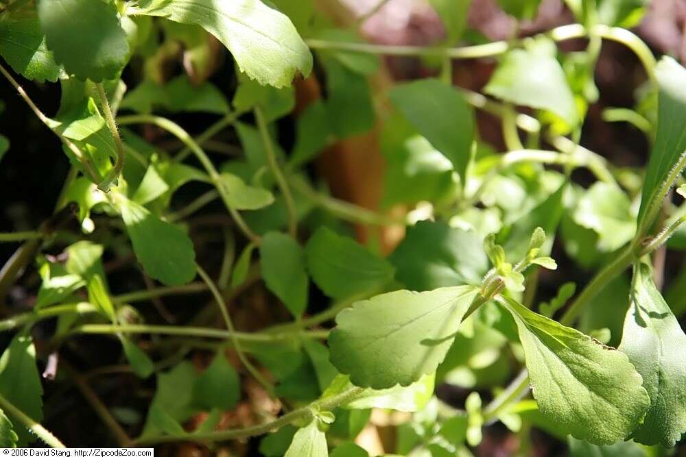 Sivun Stevia rebaudiana (Bertoni) Bertoni kuva