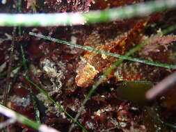 Image of Rosy sculpin