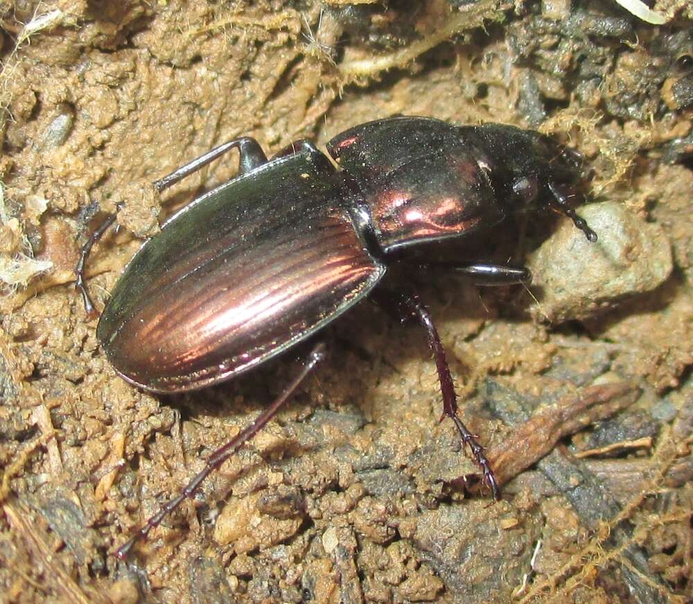 Image of Pterostichus (Cheporus) burmeisteri Heer 1837