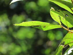 Image of Necyla formosana (Okamoto 1910)