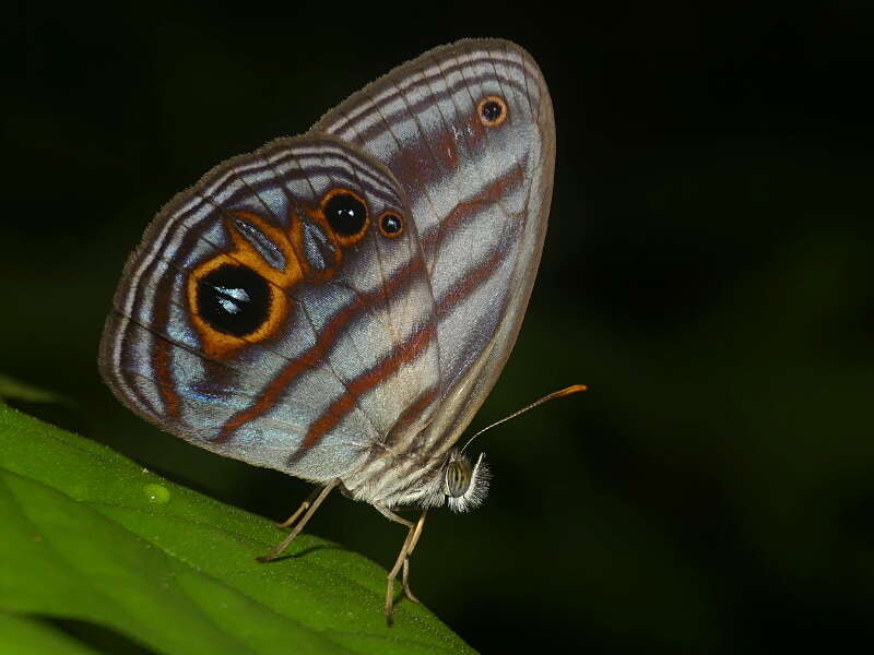 Image of Magneuptychia tricolor Hewitson 1850